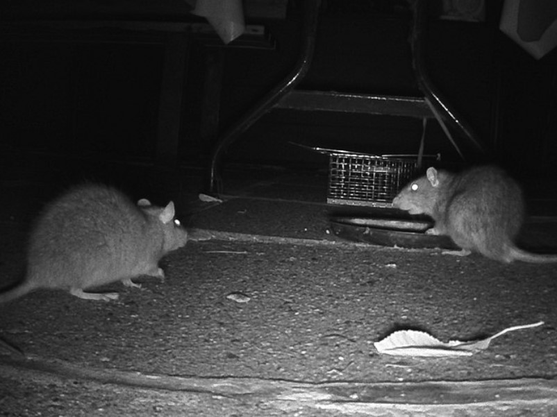 One Pill Can Kill Pediatric Superwarfarin Ingestion